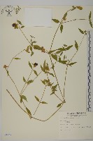 狗筋蔓藏品圖，第1張