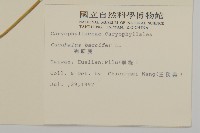 狗筋蔓藏品圖，第2張