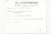 星果佛甲草藏品圖，第2張