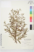 闊柱柳葉菜藏品圖，第1張
