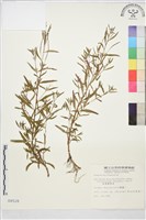 闊柱柳葉菜藏品圖，第1張