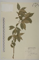 刺果衛矛藏品圖，第1張