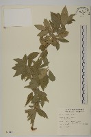 刺果衛矛藏品圖，第1張