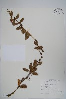 臺灣小蘗藏品圖，第1張