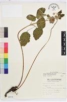 小白頭翁、野棉花藏品圖，第1張