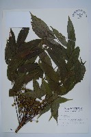 木蠟樹、山漆藏品圖，第1張