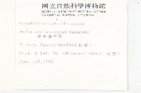 星果佛甲草藏品圖，第2張