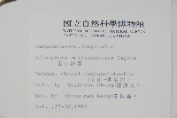 玉山沙參藏品圖，第2張