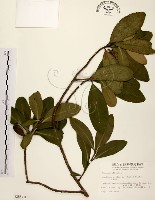 大頭茶藏品圖，第1張