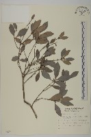 日本賽衛矛、日本假衛矛藏品圖，第1張