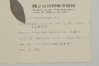 日本賽衛矛、日本假衛矛藏品圖，第2張