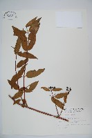 阿里山忍冬、漸尖葉忍冬藏品圖，第1張