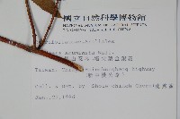 阿里山忍冬、漸尖葉忍冬藏品圖，第2張