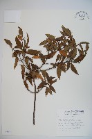 狹葉莢迷藏品圖，第1張