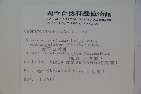 狹葉莢迷藏品圖，第2張