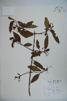 狹葉莢迷藏品圖，第1張