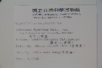 狹葉莢迷藏品圖，第2張