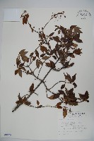 狹葉莢迷藏品圖，第1張