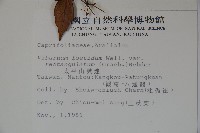 狹葉莢迷藏品圖，第2張