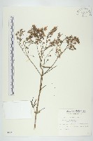 小燈籠草、大還魂藏品圖，第1張