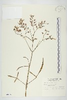 小燈籠草、大還魂藏品圖，第1張