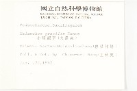 小燈籠草、大還魂藏品圖，第2張