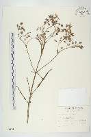 小燈籠草、大還魂藏品圖，第1張