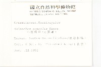 小燈籠草、大還魂藏品圖，第2張