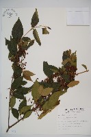 呂宋莢迷藏品圖，第1張