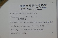 呂宋莢迷藏品圖，第2張