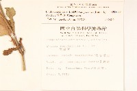 紫背草藏品圖，第2張