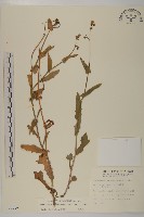 纓絨花藏品圖，第1張