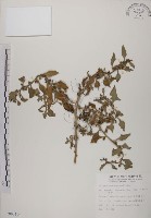 番杏藏品圖，第1張