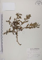 番杏藏品圖，第1張