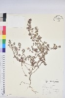 鴨舌黃藏品圖，第1張