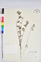 飛揚草藏品圖，第1張