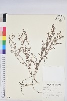 千根草藏品圖，第1張