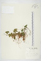 菟絲子藏品圖，第1張