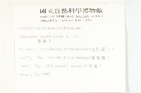 菟絲子藏品圖，第2張