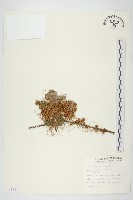 菟絲子藏品圖，第1張