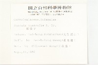 菟絲子藏品圖，第2張