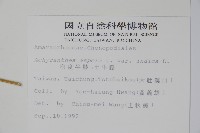 印度牛膝、土牛藤藏品圖，第2張