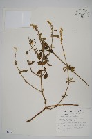 印度牛膝、土牛藤藏品圖，第1張