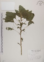 野莧菜藏品圖，第1張