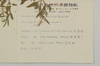 小葉藜藏品圖，第2張