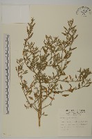 小葉藜藏品圖，第1張