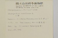 小葉藜藏品圖，第2張