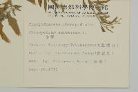 小葉藜藏品圖，第2張