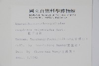 短穗假千日紅藏品圖，第2張