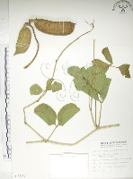 肥豬豆藏品圖，第1張